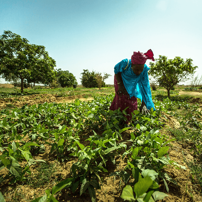 3 strategies to integrate nutrition financing in large scale investments