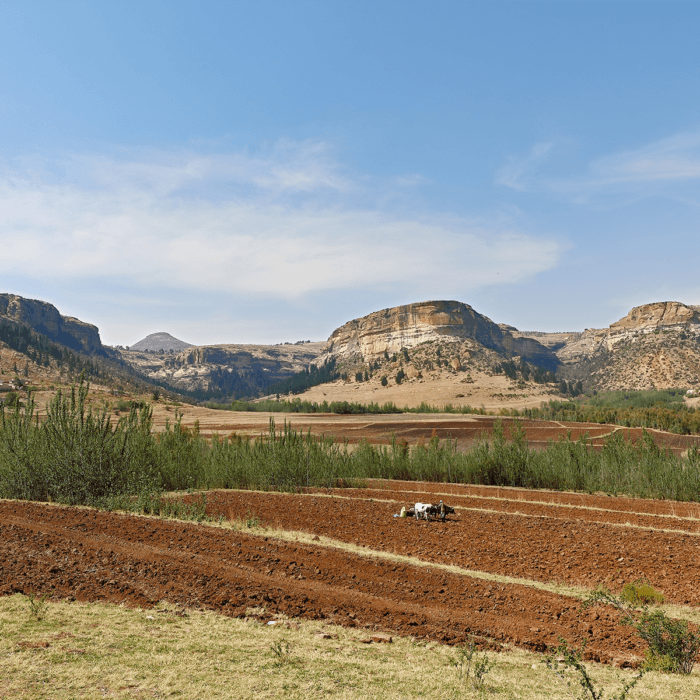 Lesotho Agriculture Innovation